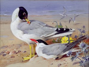 Black headed gulls